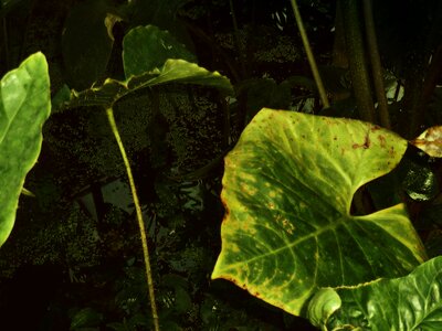 Green nature water