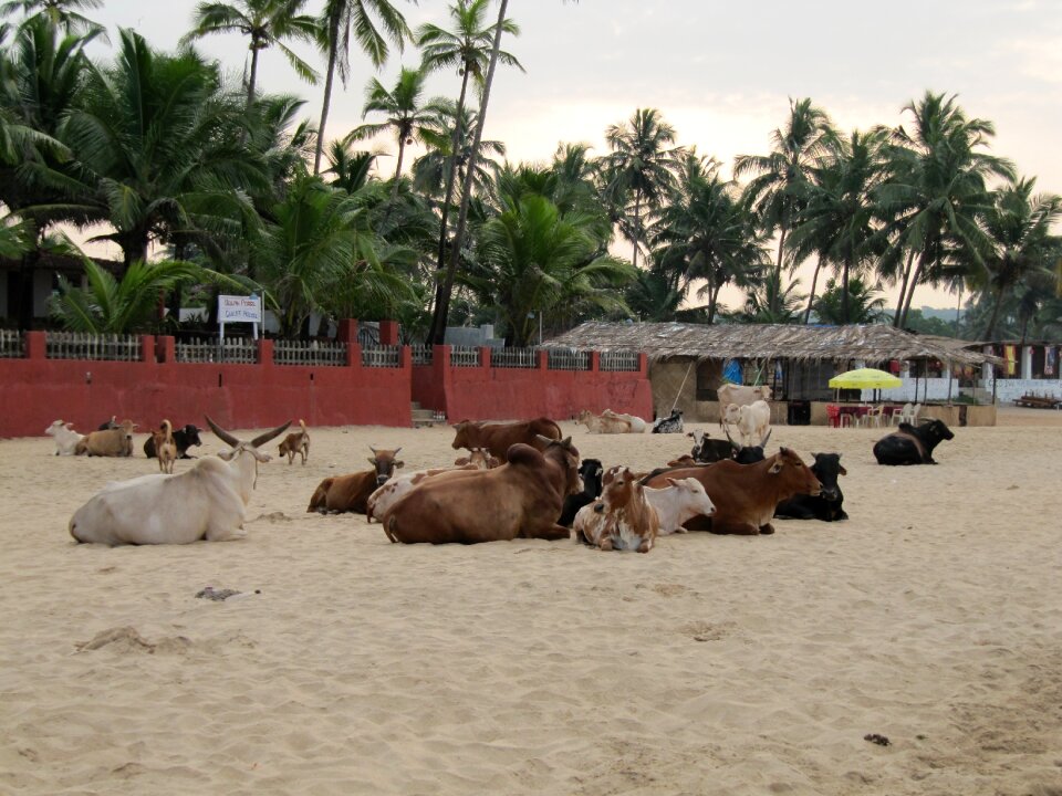 Beach cows palm trees
