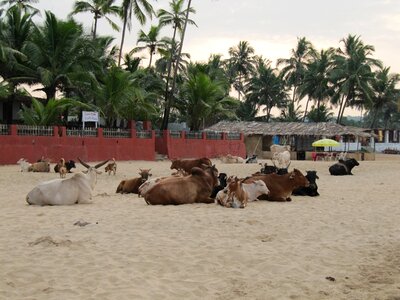 Beach cows palm trees