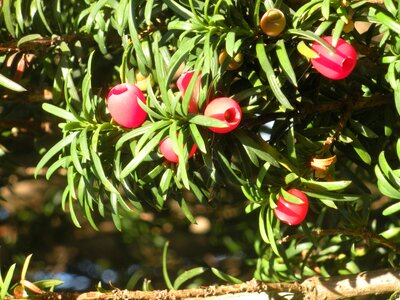 Red green close-up photo