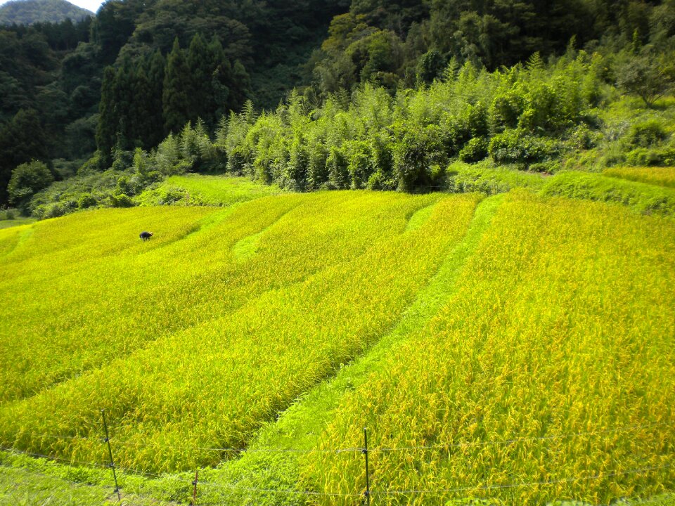 Spring crop field