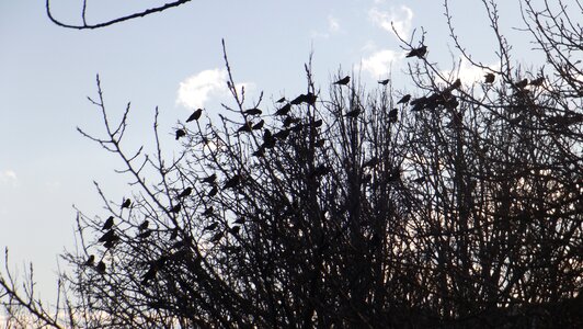 Birds branch nature