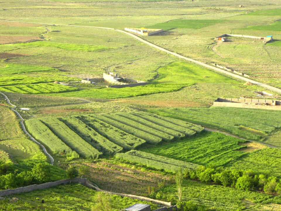Fields trees plants