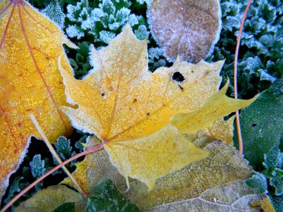 Tim h autumn foliage