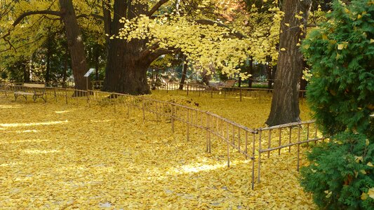 Nature leaves arboretum