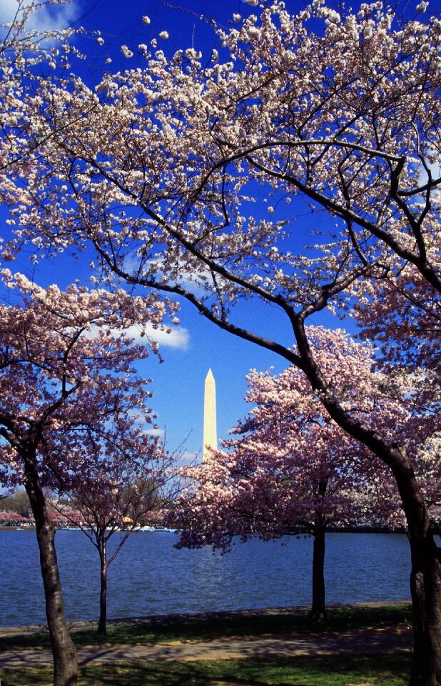 Blooming flowering beautiful