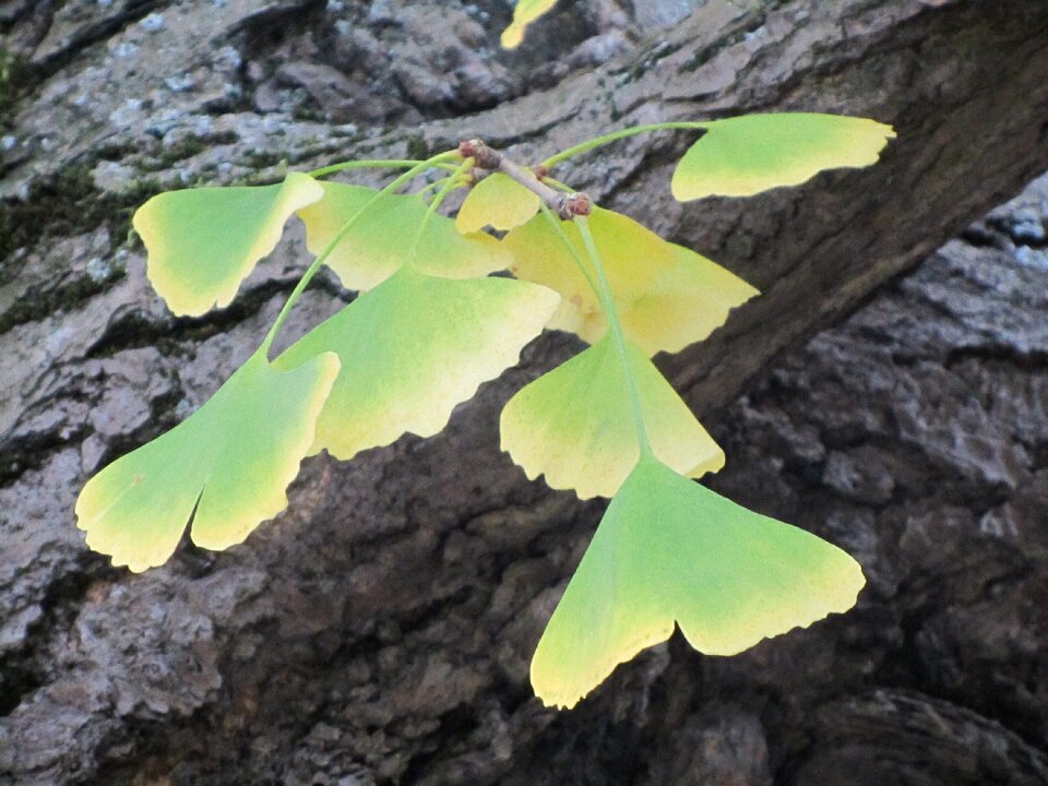 Arboretum ginkgo biloba autumn leaves