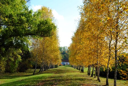 Avenue autumn november