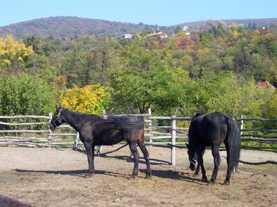Horses ethnographic open air museum autumn