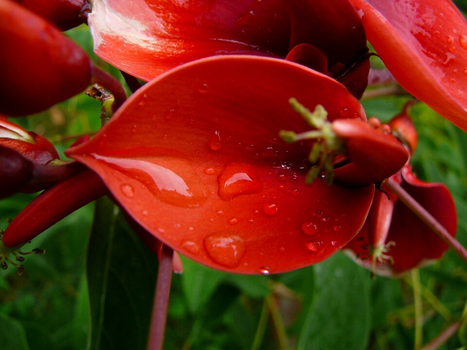 Blooming flower korallina delicate