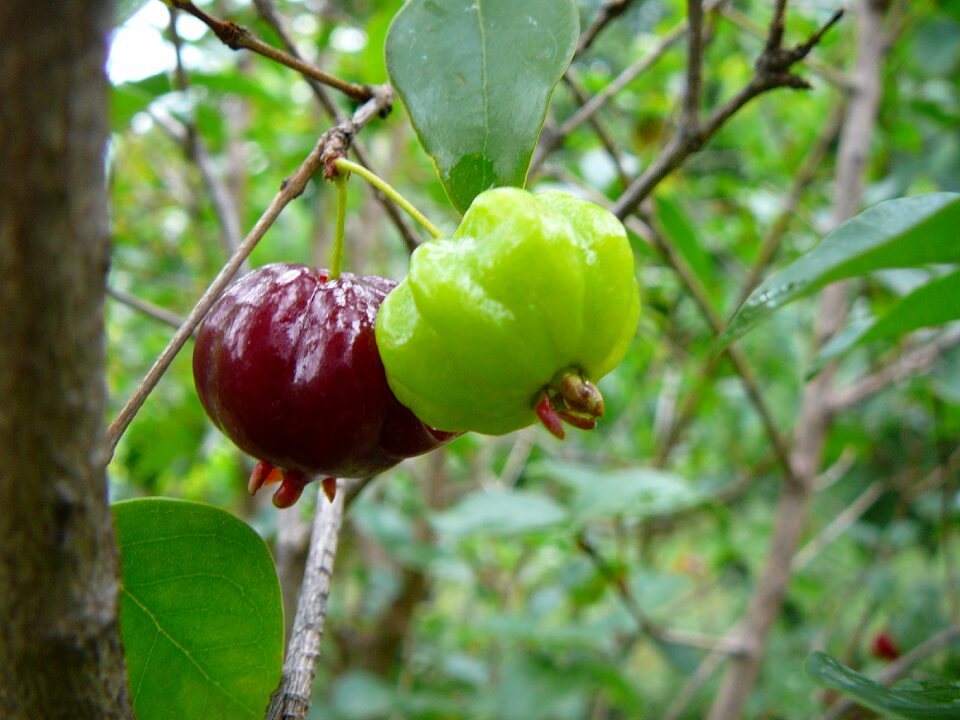 Fruit fruits pitanga fruit varieties