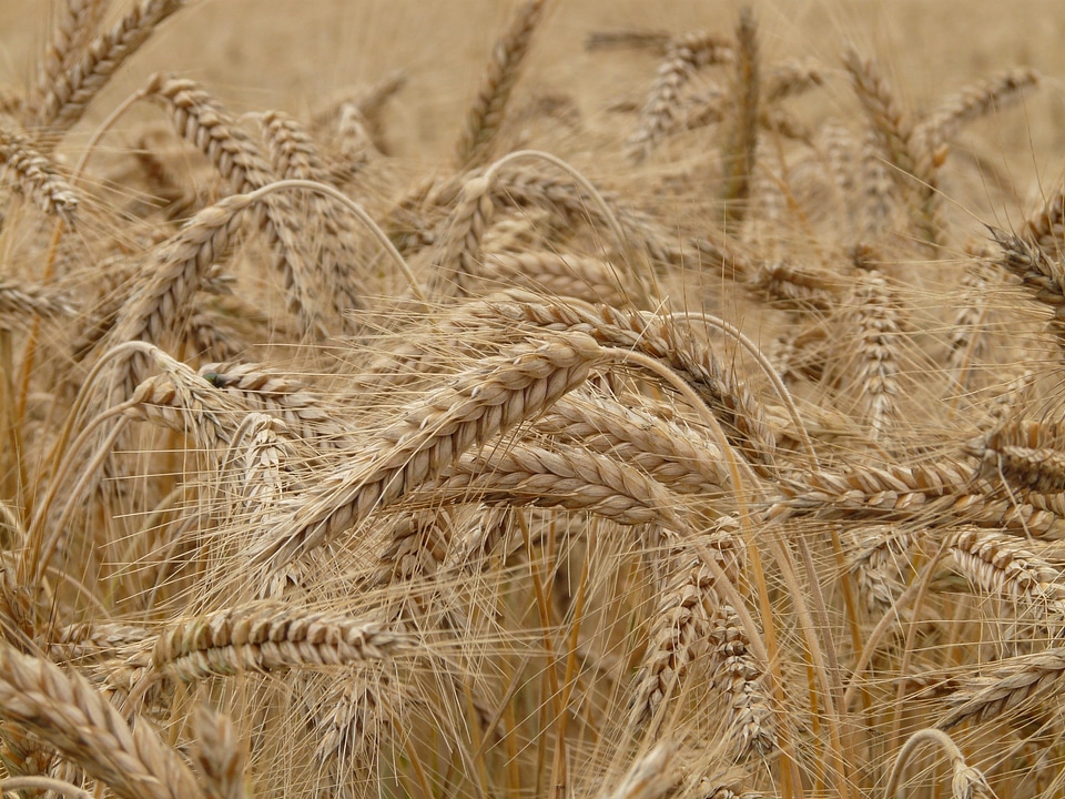 Wheat spike wheat field