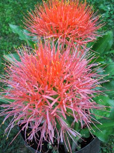 Garden huge flower red flower