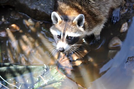 Wild animal nature forest