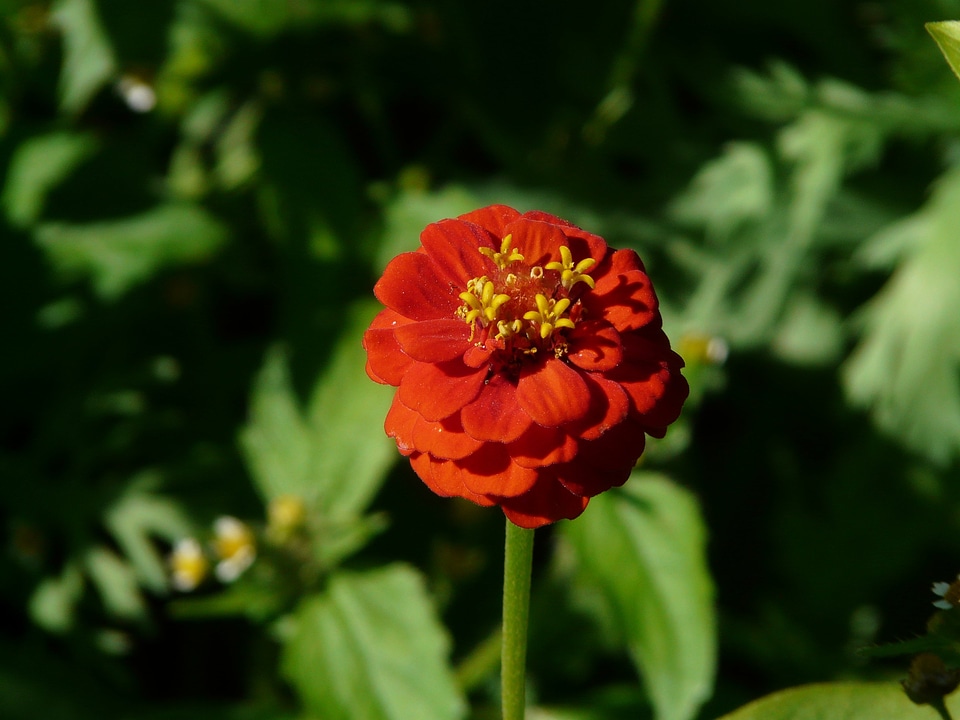 Blossom bloom summer flower