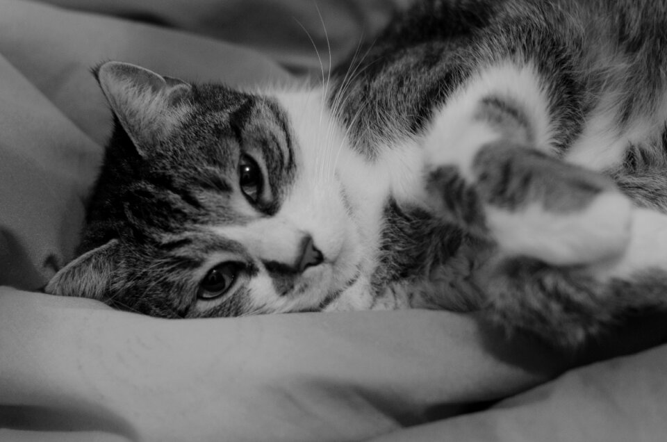 Cat cat's face black and white