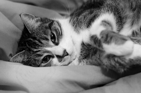 Cat cat's face black and white