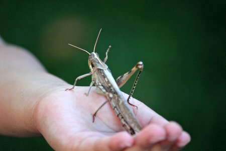 Bug giant hand