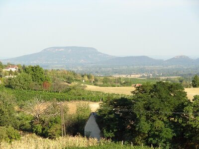 Lake balaton badacsony grape
