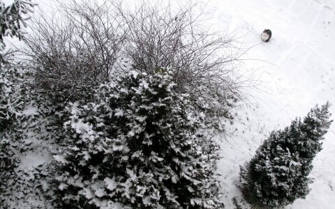 Snow trees kitten