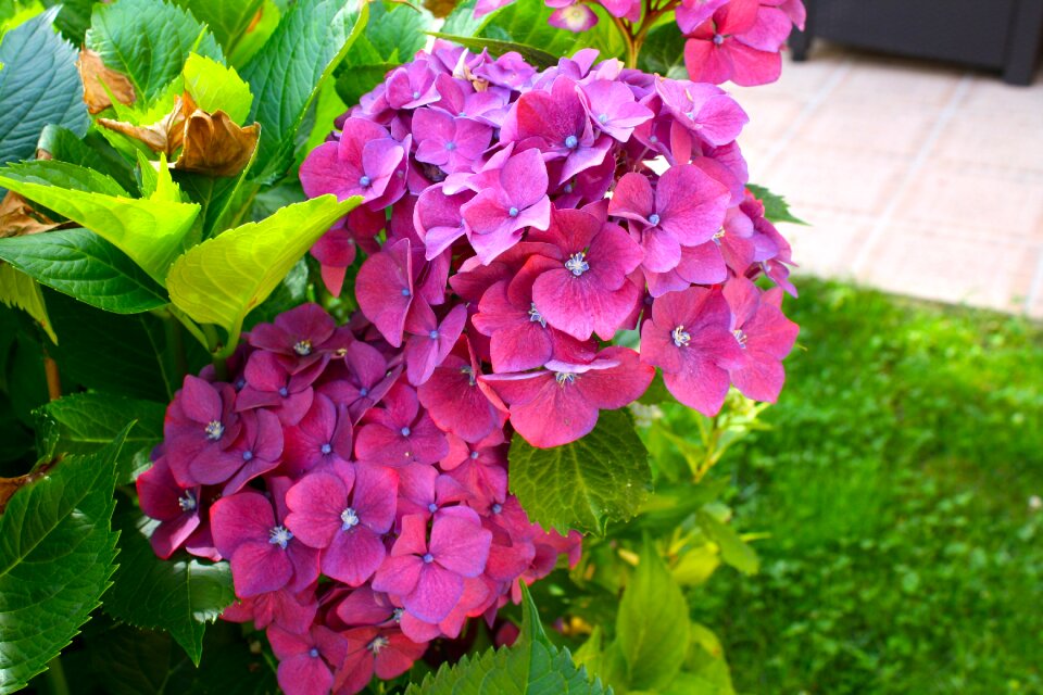 Hydrangea blooms summer flowers