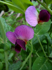 Flower mangetout peas purple