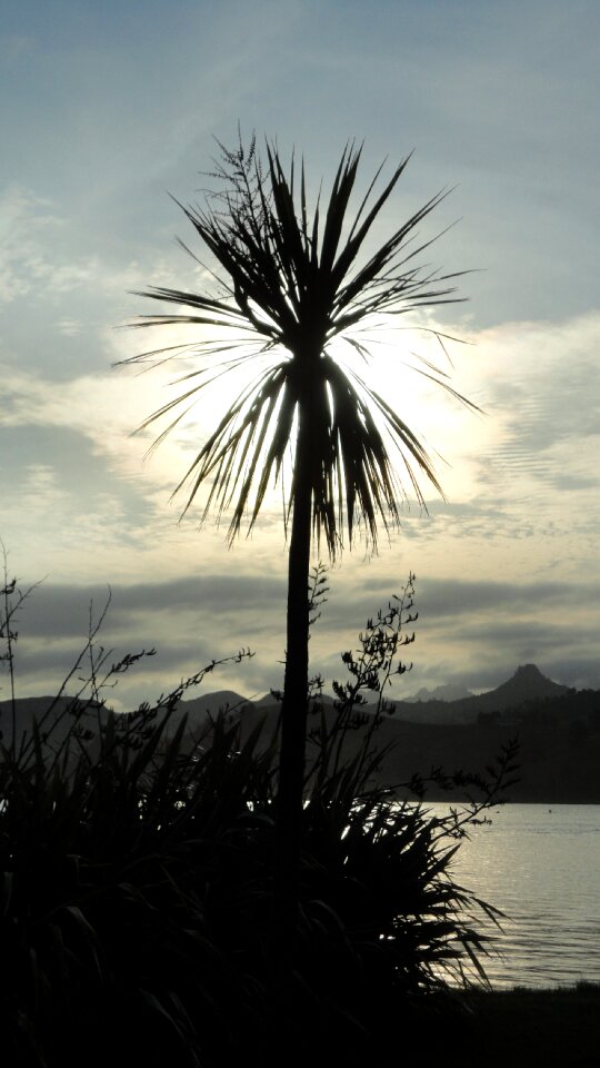 Exotic tropical summer