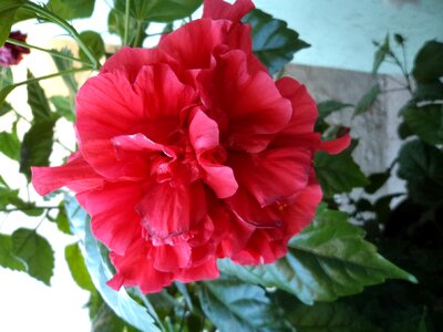 Hibiscus flower red photo