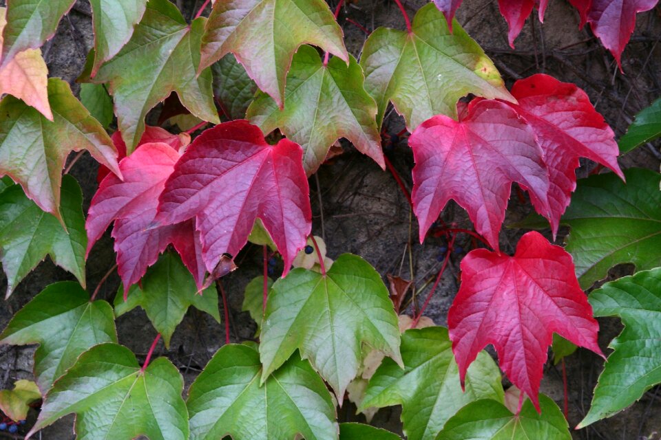 Autumn plant leaves