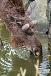 Water zoo nature