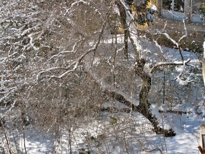 Winter snow trees
