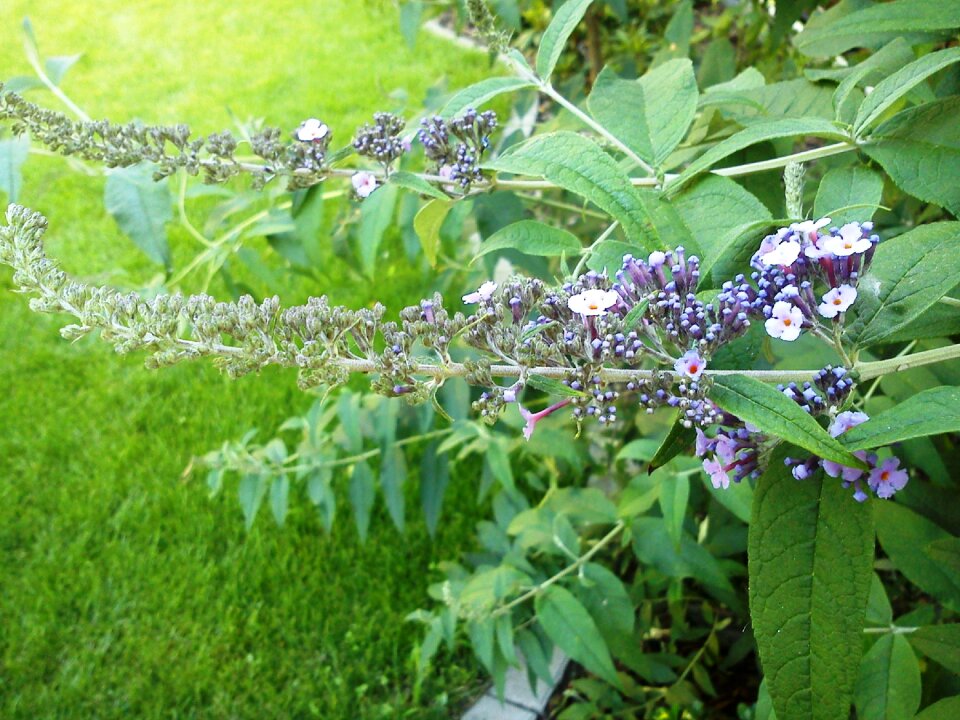 Flower flower buds spring
