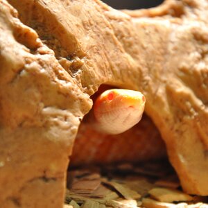 Eggs nature reptile