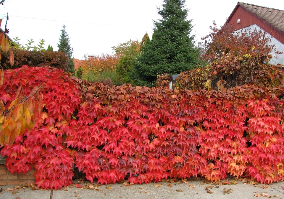 Autumn red live fence