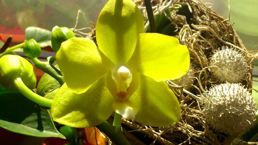 Orchids blossom bloom