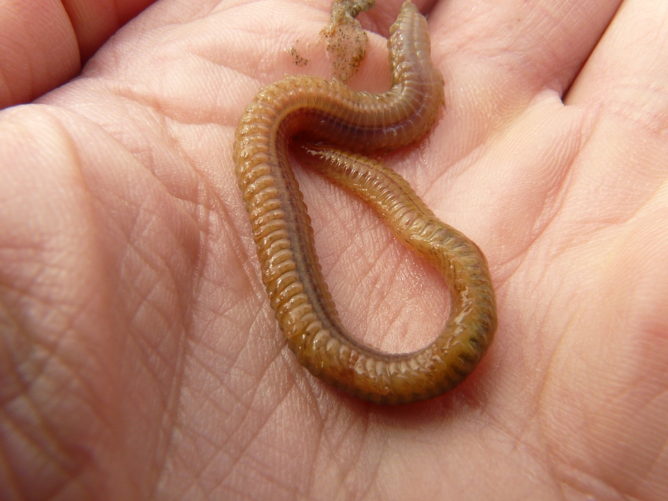 Annelid wadden sea watts