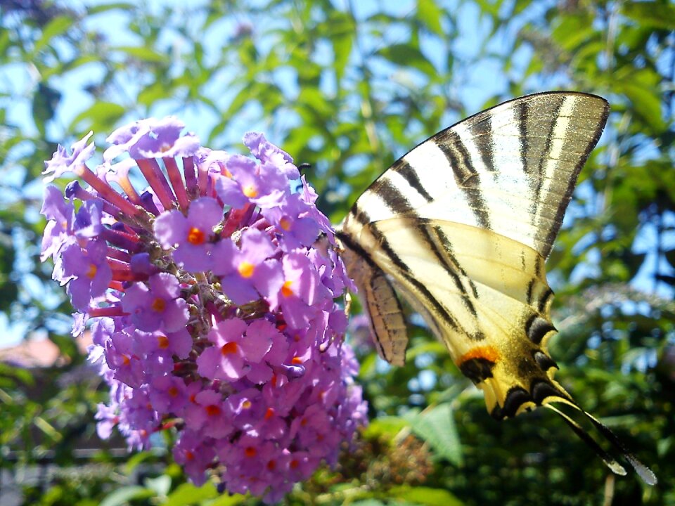 Flower butterfly lilac breasted