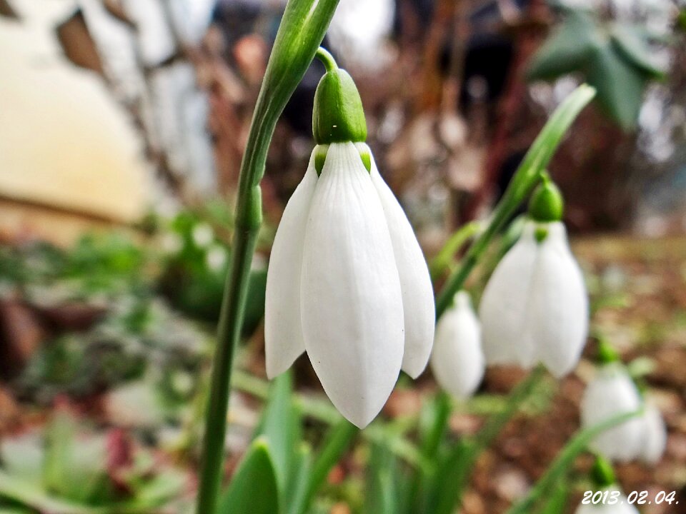 Snowdrop february at the beginning of