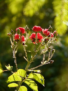 Bloom red red rose