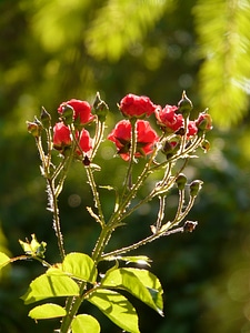 Bloom red red rose photo