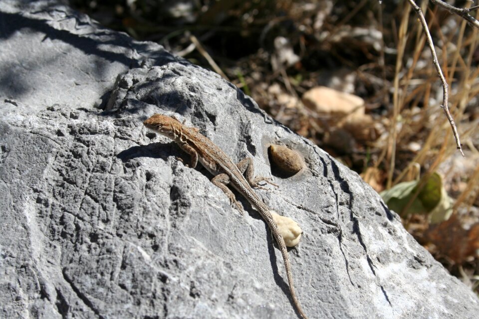 Reptile rock nature