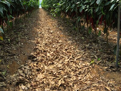 Organic pepper soil