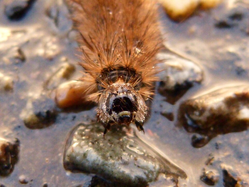 Animal natural water winter