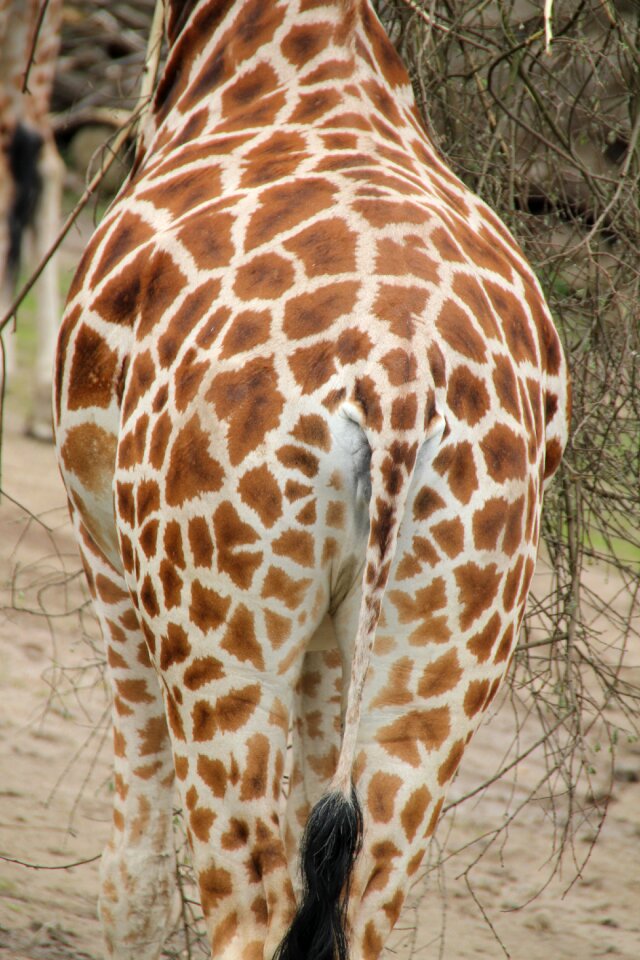 Zoo savannah wild animal