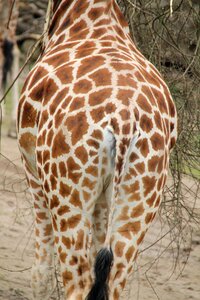 Zoo savannah wild animal