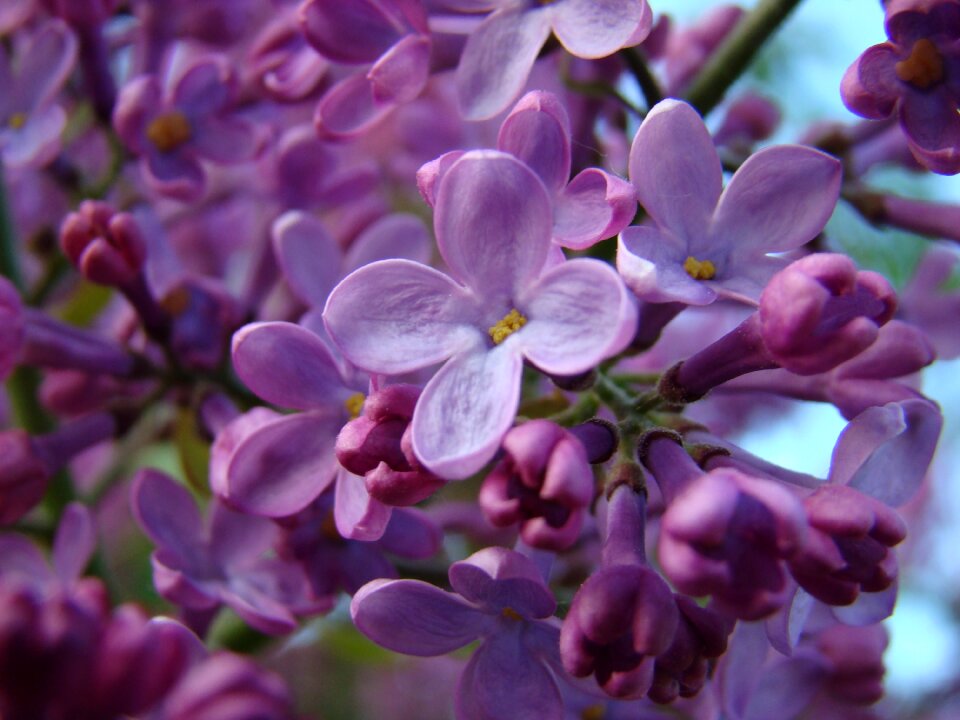Flower garden organ
