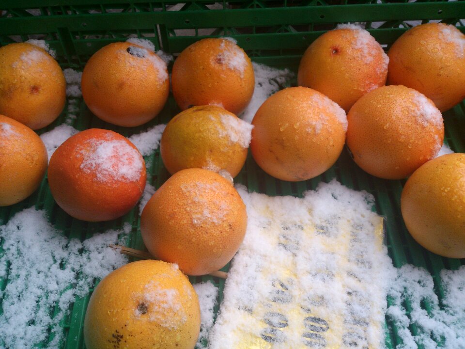 White fruit food