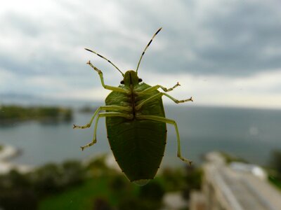 Insect bugs green beetle photo