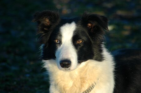 Head border collie animals