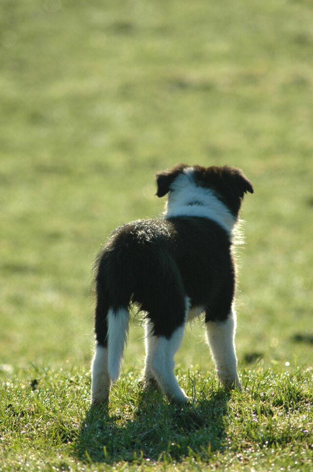 Dog prairie animals